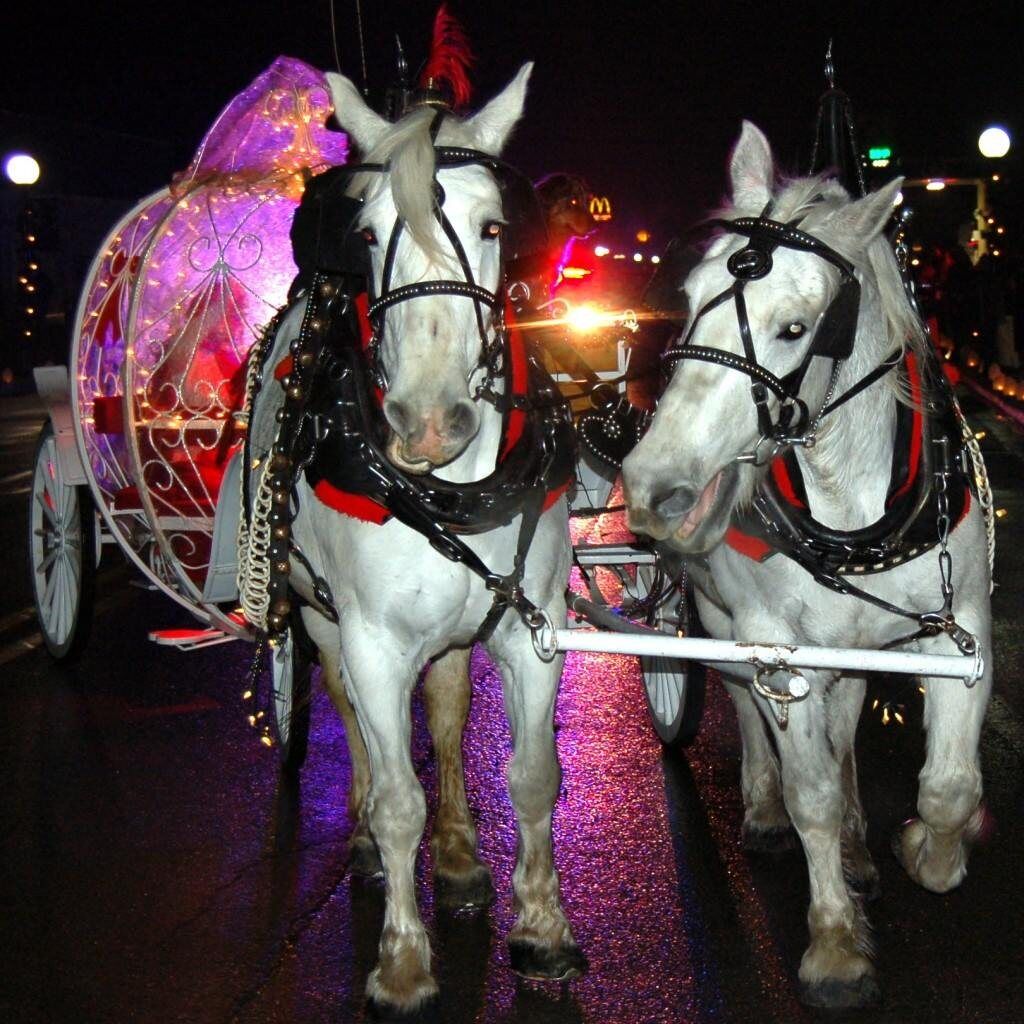 Two white horses pull Santa's lighted carriage down the street in the Electric Light Parade